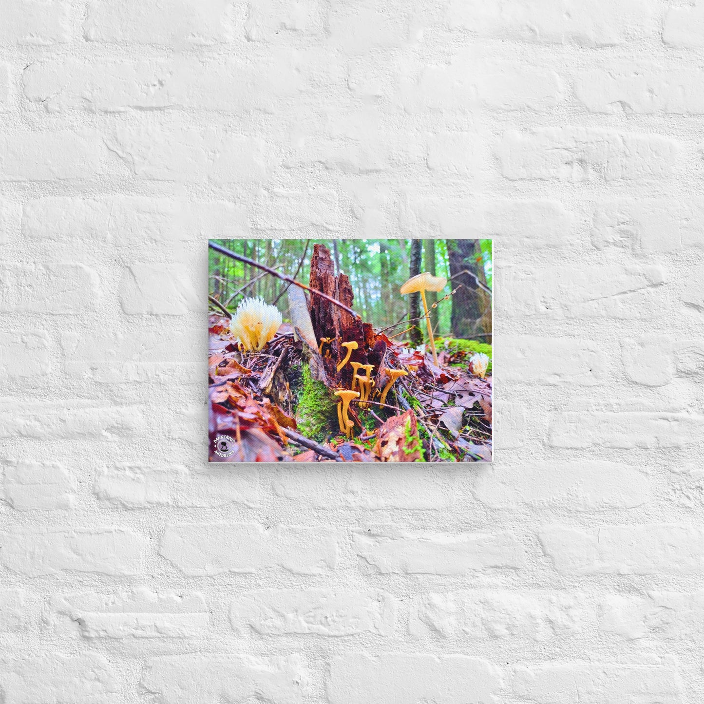 Canvas Print - Hocking Collection 2 - Mushroom Meander